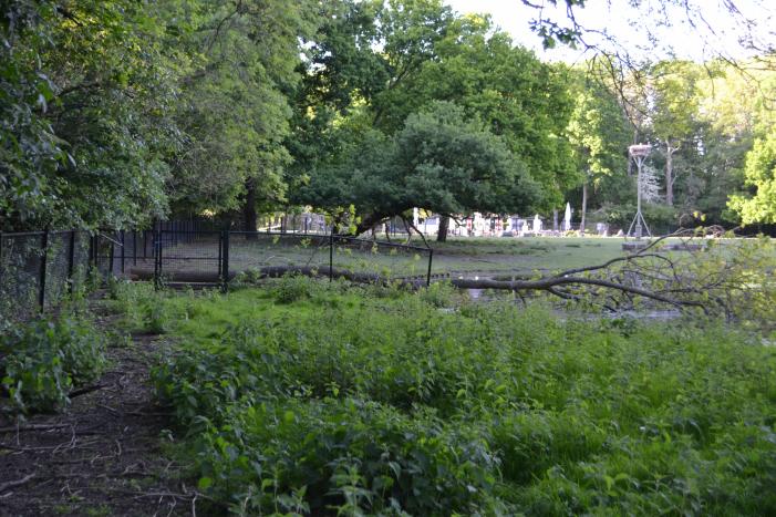 Boom valt op hekwerk bij theehuis