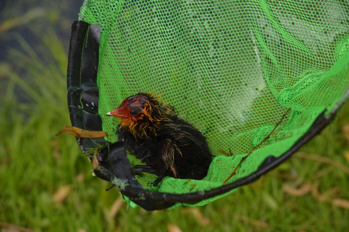 Meerkoetkuiken gered uit kolk