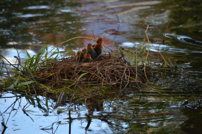 Meerkoetkuiken gered uit kolk