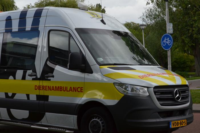 Meerkoetkuiken gered uit kolk