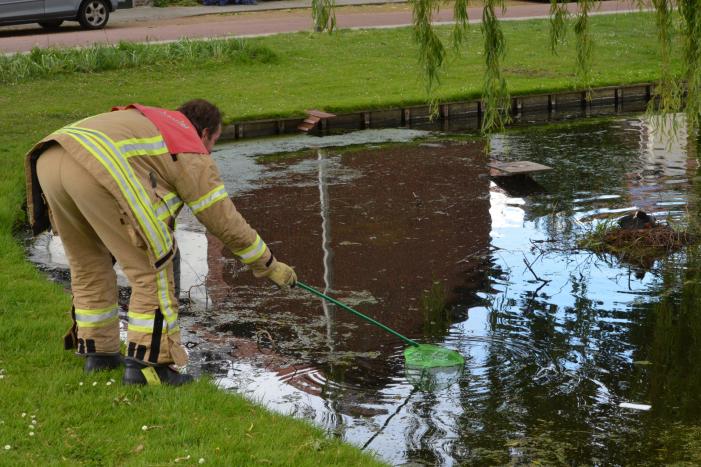 Meerkoetkuiken gered uit kolk