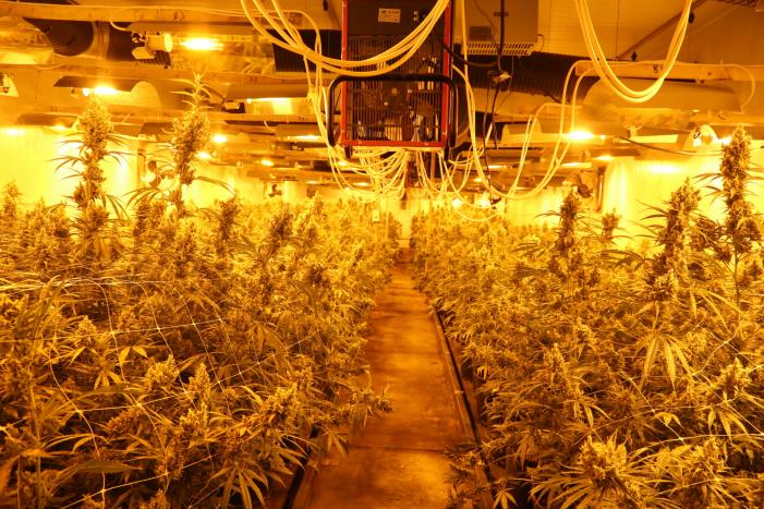 Hennepkwekerij aangetroffen met twee kweekruimtes