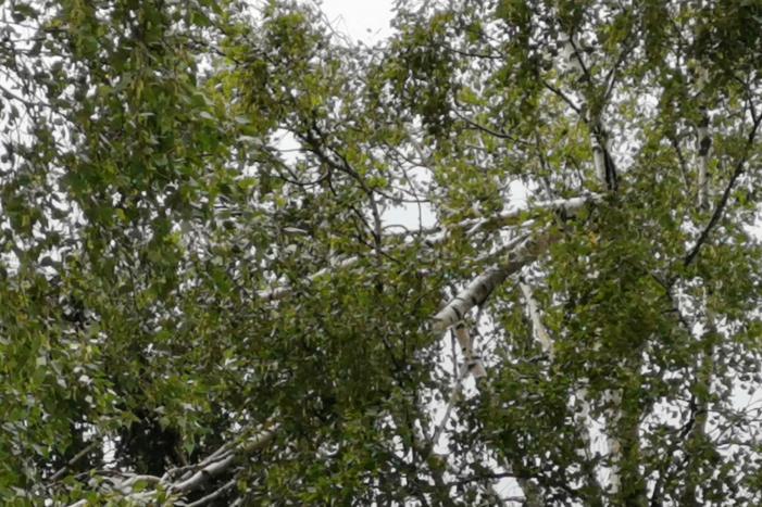 Loshangende takken door brandweer verwijderd