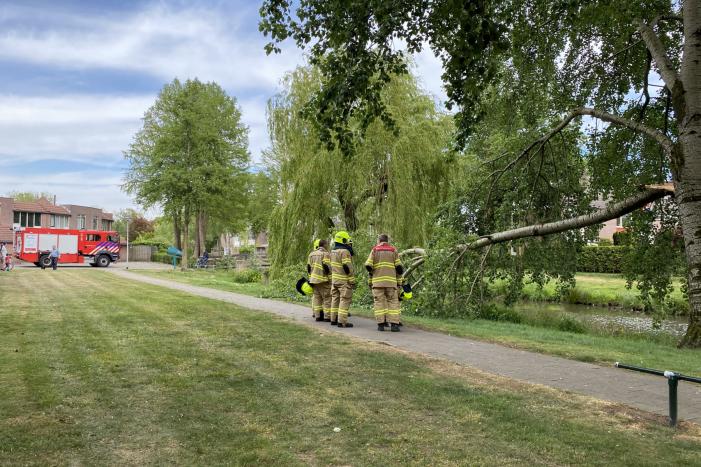 Grote tak breekt van boom