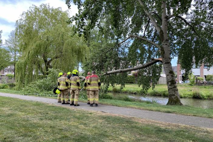 Grote tak breekt van boom