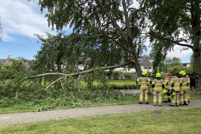 Grote tak breekt van boom