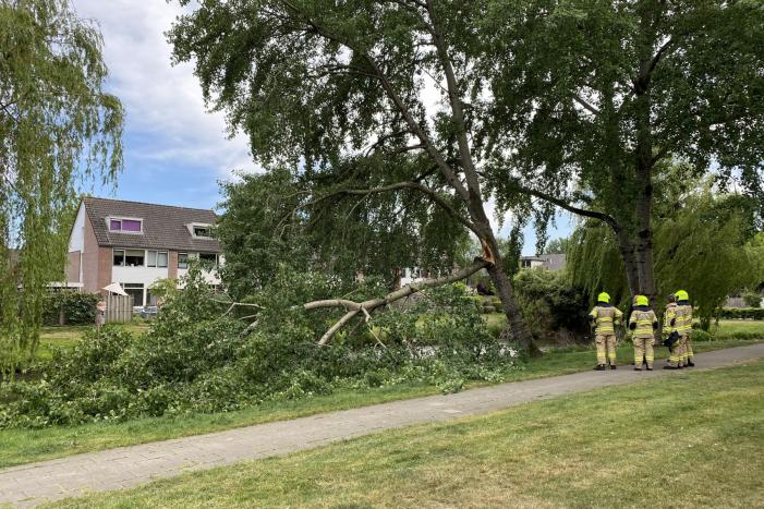 Grote tak breekt van boom