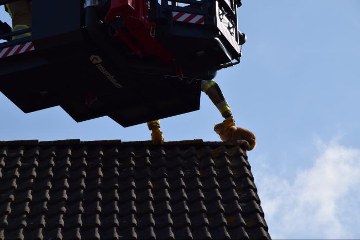 Reddingsactie voor kat trekt veel bekijks