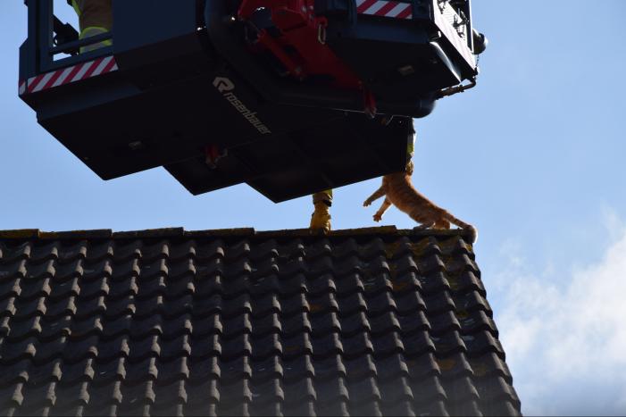 Reddingsactie voor kat trekt veel bekijks