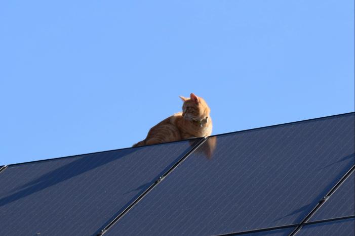Reddingsactie voor kat trekt veel bekijks