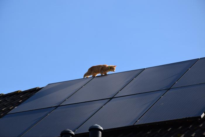Reddingsactie voor kat trekt veel bekijks
