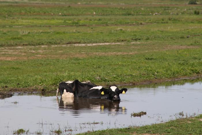 Koe belandt in sloot, en komt er niet meer uit