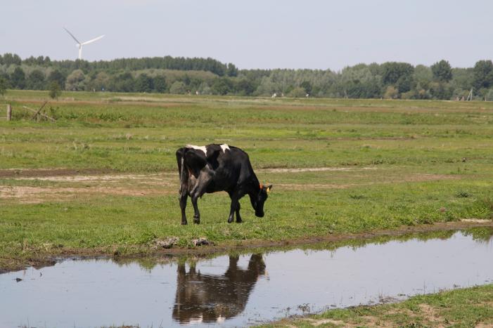 Koe belandt in sloot, en komt er niet meer uit