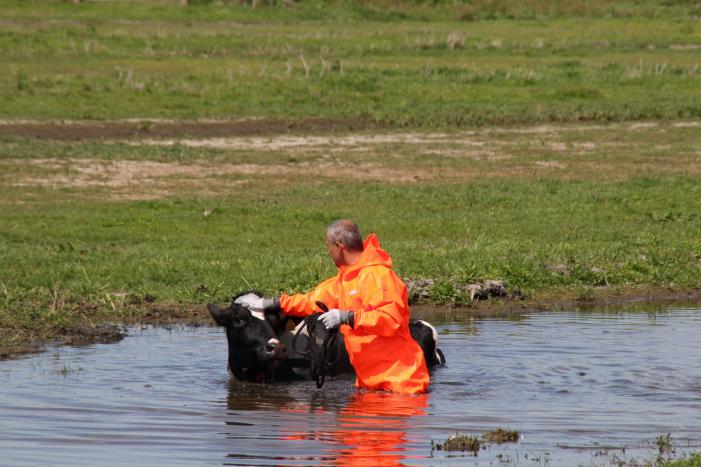 Koe belandt in sloot, en komt er niet meer uit