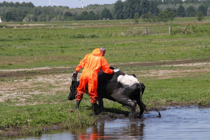 Koe belandt in sloot, en komt er niet meer uit