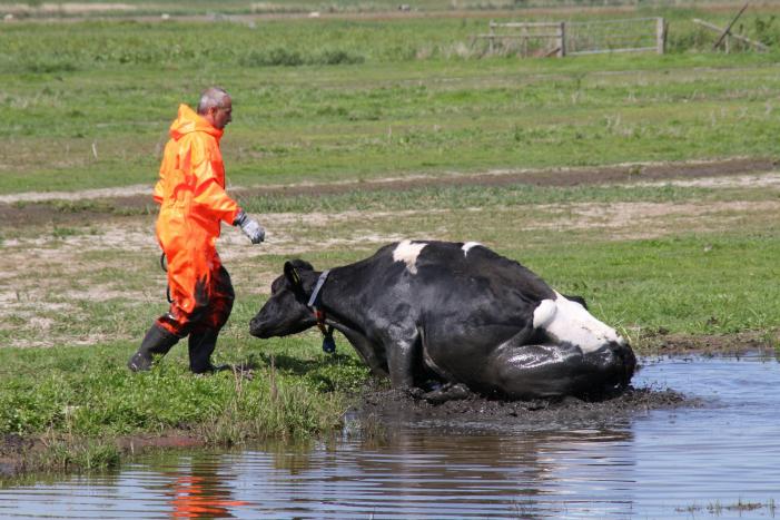 Koe belandt in sloot, en komt er niet meer uit