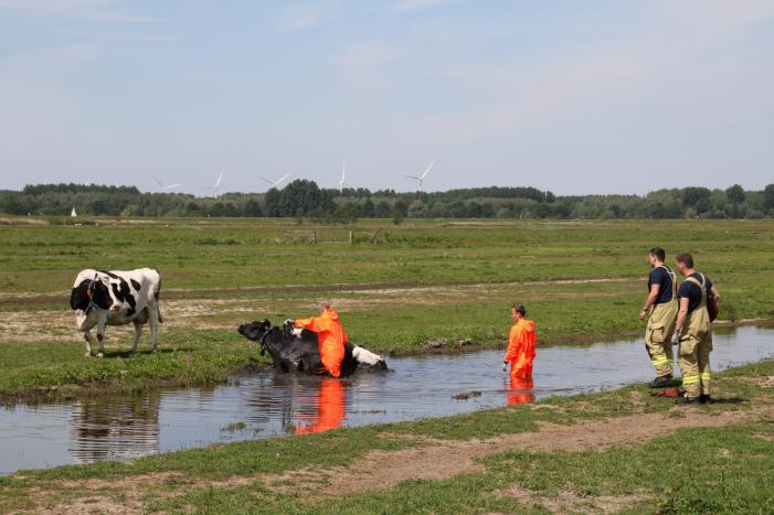 Koe belandt in sloot, en komt er niet meer uit
