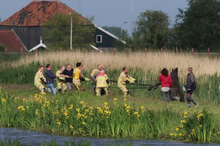 Paard belandt te water