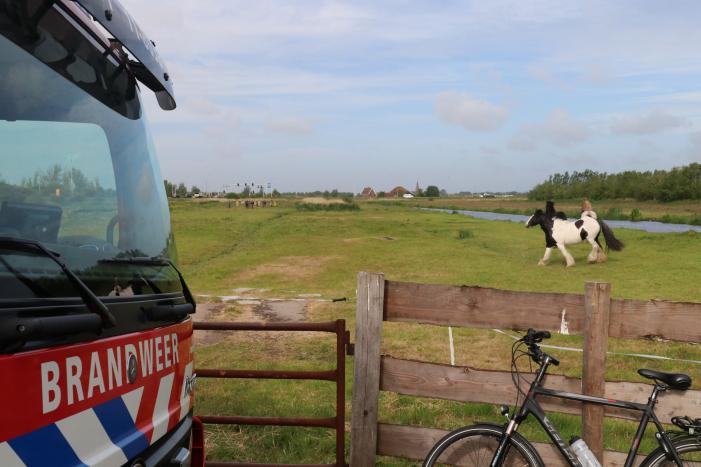 Paard belandt te water