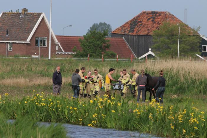 Paard belandt te water