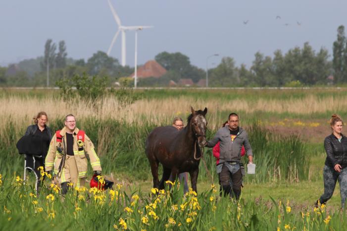 Paard belandt te water