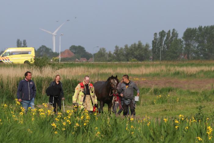 Paard belandt te water