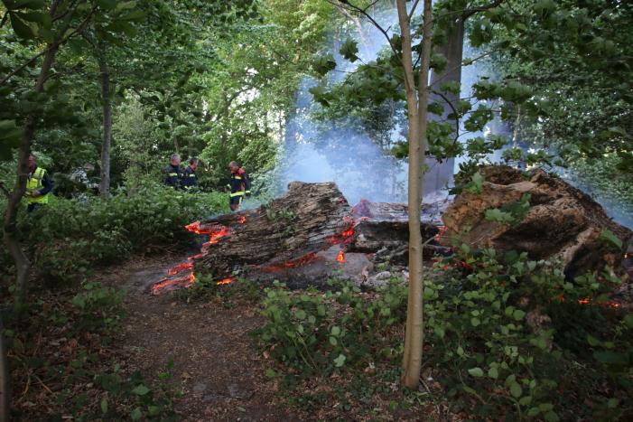 Flinke rookontwikkeling bij brand in meerdere boomstammen
