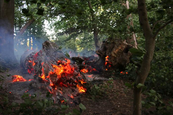 Flinke rookontwikkeling bij brand in meerdere boomstammen