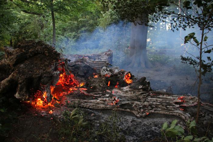 Flinke rookontwikkeling bij brand in meerdere boomstammen