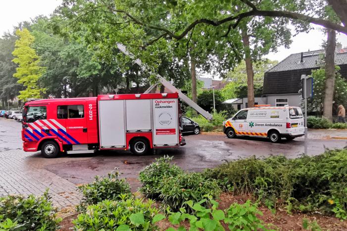 Eigenwijze poes houdt de buurt bezig