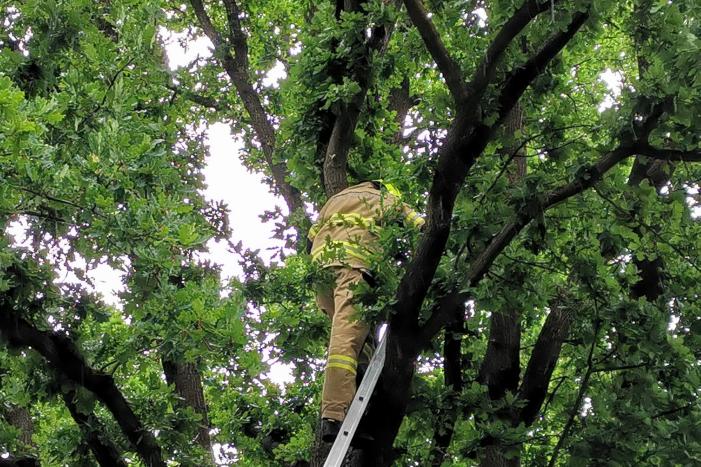 Eigenwijze poes houdt de buurt bezig
