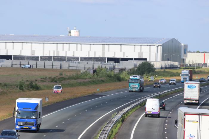 Loslopende schapen langs snelweg