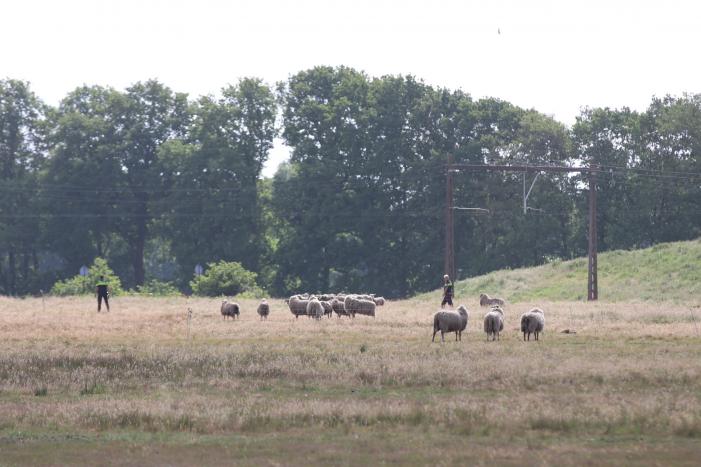 Loslopende schapen langs snelweg