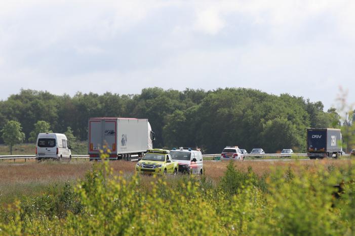 Loslopende schapen langs snelweg