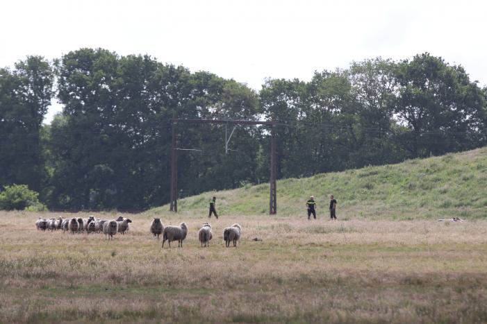 Loslopende schapen langs snelweg
