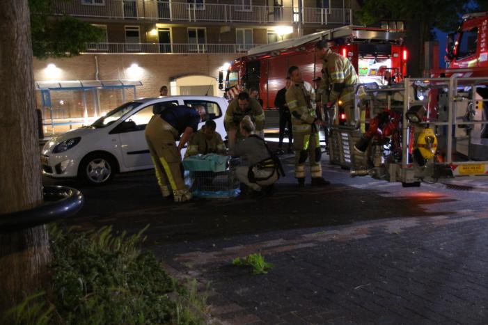 Ontsnapte papegaai zorgt voor nodige commotie