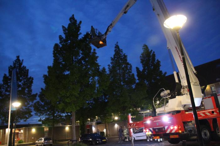 Ontsnapte papegaai zorgt voor nodige commotie