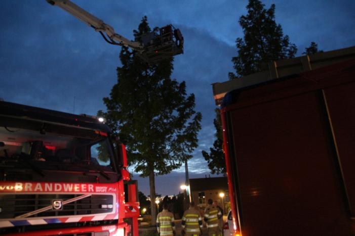 Ontsnapte papegaai zorgt voor nodige commotie