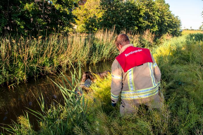 Paard in sloot overleden