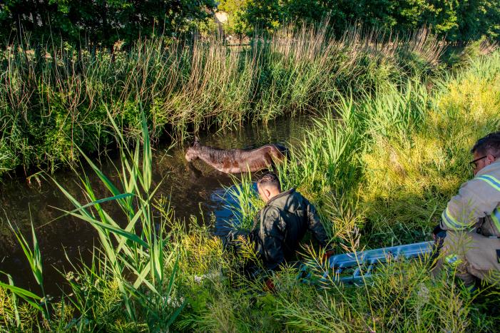 Paard in sloot overleden
