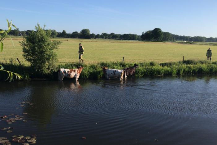 Drie ontsnapte koeien belanden te water