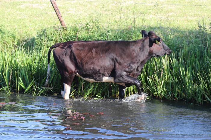 Drie ontsnapte koeien belanden te water