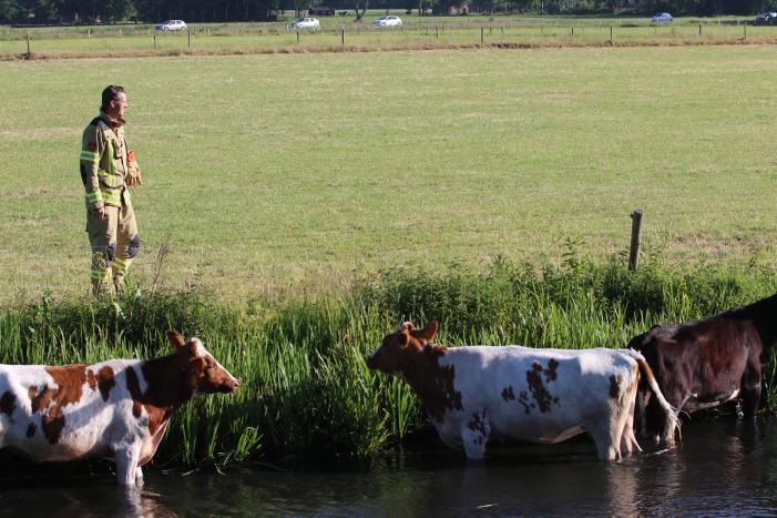 Drie ontsnapte koeien belanden te water
