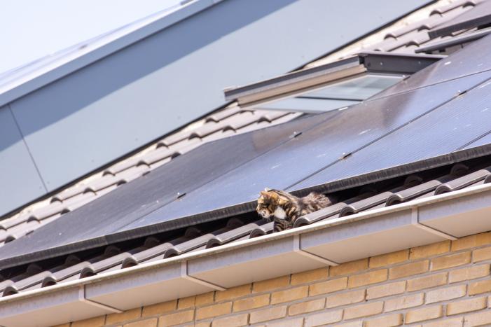 Kat Pumba vast in dakgoot