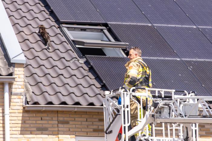 Kat Pumba vast in dakgoot