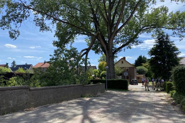 Grote tak breekt af en dreigt te vallen