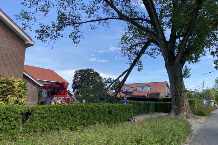 Grote tak breekt af en dreigt te vallen