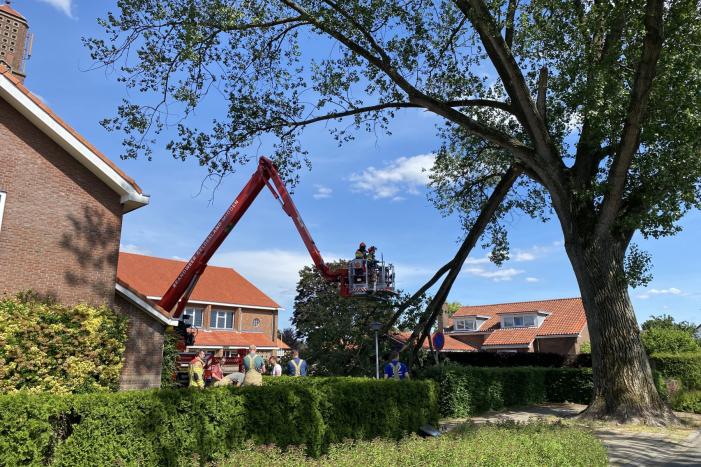 Grote tak breekt af en dreigt te vallen