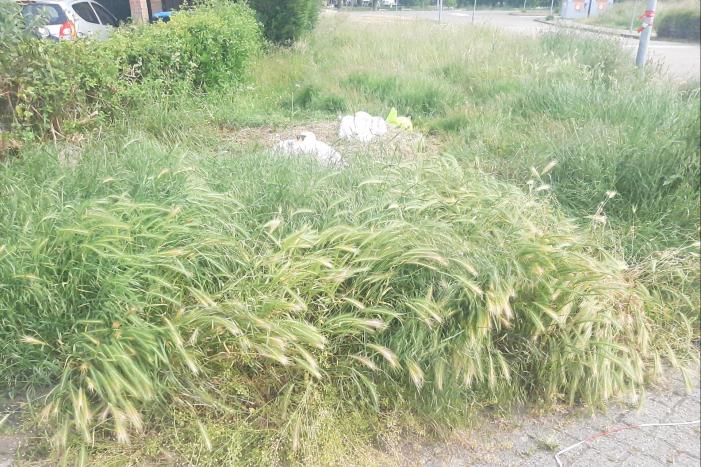 Eieren van broedende zwanen kapot gegooid