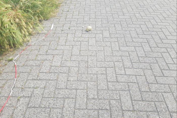 Eieren van broedende zwanen kapot gegooid